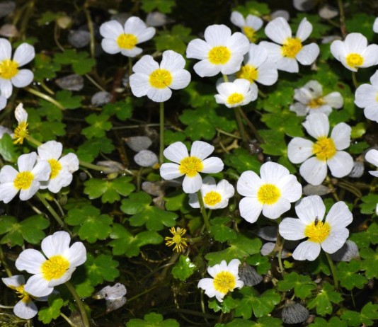 Лютик водный (Ranunculus aquatilis)