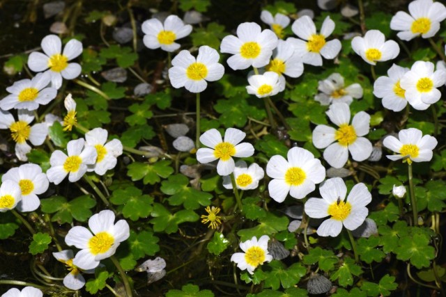 Лютик водный (Ranunculus aquatilis) Лютик водный (Ranunculus aquatilis)