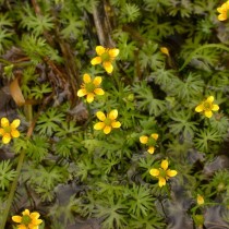 Лютик Гмелина (Ranunculus gmelinii) Лютик Гмелина (Ranunculus gmelinii)