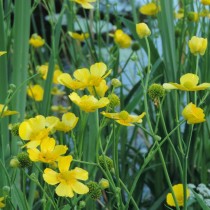 Лютик длиннолистный (Ranunculus lingua) Лютик длиннолистный (Ranunculus lingua)