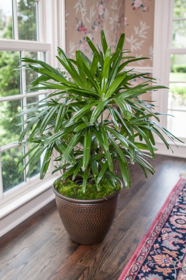 Рапис высокий (Rhapis excelsa) Рапис высокий (Rhapis excelsa)