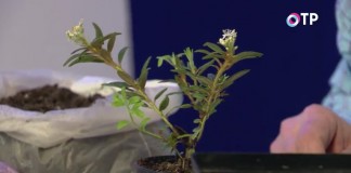 Рододендрон гренландский (Rhododendron groenlandicum), или Багульник гренландский (Ledum groenlandicum)
