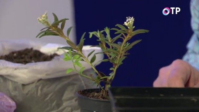 Рододендрон гренландский (Rhododendron groenlandicum), или Багульник гренландский (Ledum groenlandicum) Рододендрон гренландский (Rhododendron groenlandicum), или Багульник гренландский (Ledum groenlandicum)