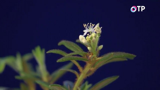 Цветки рододендрона гренландского