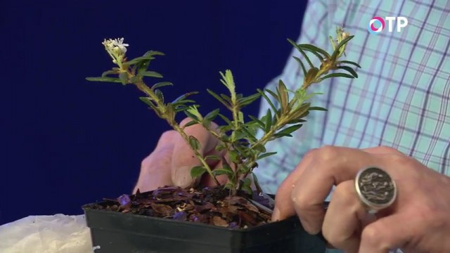Пересаженный рододендрон гренландский Пересаженный рододендрон гренландский