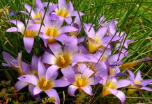 Ромулея Клузиуса (Romulea clusiana)