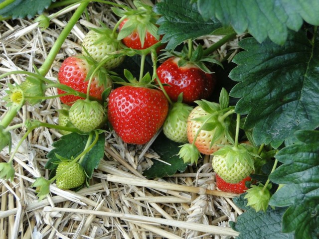 Земляника ананасная, Земляника садовая, Земляника крупноплодная (Fragaria ananassa)