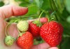 Земляника ананасная, Земляника садовая, Земляника крупноплодная (Fragaria ananassa)