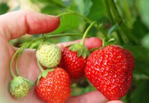 Земляника ананасная, Земляника садовая, Земляника крупноплодная (Fragaria ananassa)