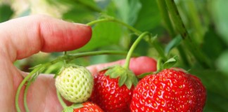 Земляника ананасная, Земляника садовая, Земляника крупноплодная (Fragaria ananassa)