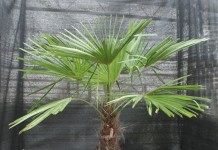 Трахикарпус Форчуна (Trachycarpus fortunei)