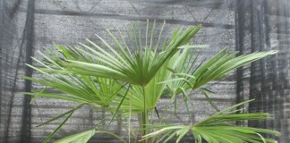 Трахикарпус Форчуна (Trachycarpus fortunei)
