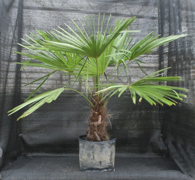 Трахикарпус Форчуна (Trachycarpus fortunei) Трахикарпус Форчуна (Trachycarpus fortunei)