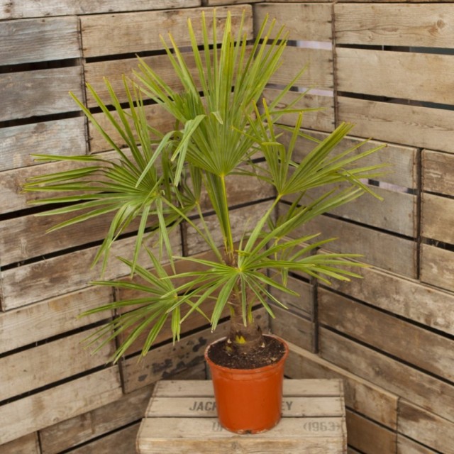 Трахикарпус Форчуна (Trachycarpus fortunei) Трахикарпус Форчуна (Trachycarpus fortunei)