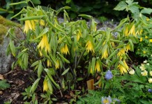 Увулярия крупноцветковая (Uvularia grandiflora) в цветнике