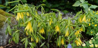 Увулярия крупноцветковая (Uvularia grandiflora) в цветнике