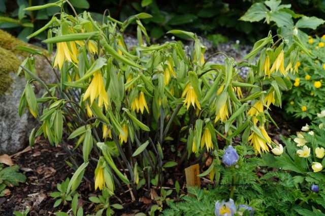 Увулярия крупноцветковая (Uvularia grandiflora) в цветнике Увулярия крупноцветковая (Uvularia grandiflora) в цветнике