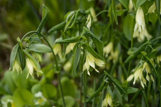 Увулярия (Uvularia) Увулярия (Uvularia)