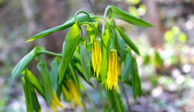 Увулярия (Uvularia) Увулярия (Uvularia)