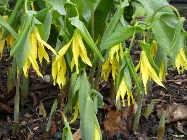Увулярия крупноцветковая (Uvularia grandiflora) Увулярия крупноцветковая (Uvularia grandiflora)