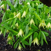 Увулярия пронзеннолистная (Uvularia perfoliata) Увулярия пронзеннолистная (Uvularia perfoliata)