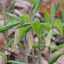 Увулярия сидячелистная (Uvularia sessilifolia) Увулярия сидячелистная (Uvularia sessilifolia)