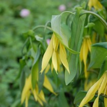 Увулярия крупноцветковая (Uvularia grandiflora) Увулярия крупноцветковая (Uvularia grandiflora)