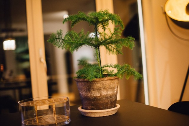 Араукария разнолистная (Araucaria heterophylla) Араукария разнолистная (Araucaria heterophylla)