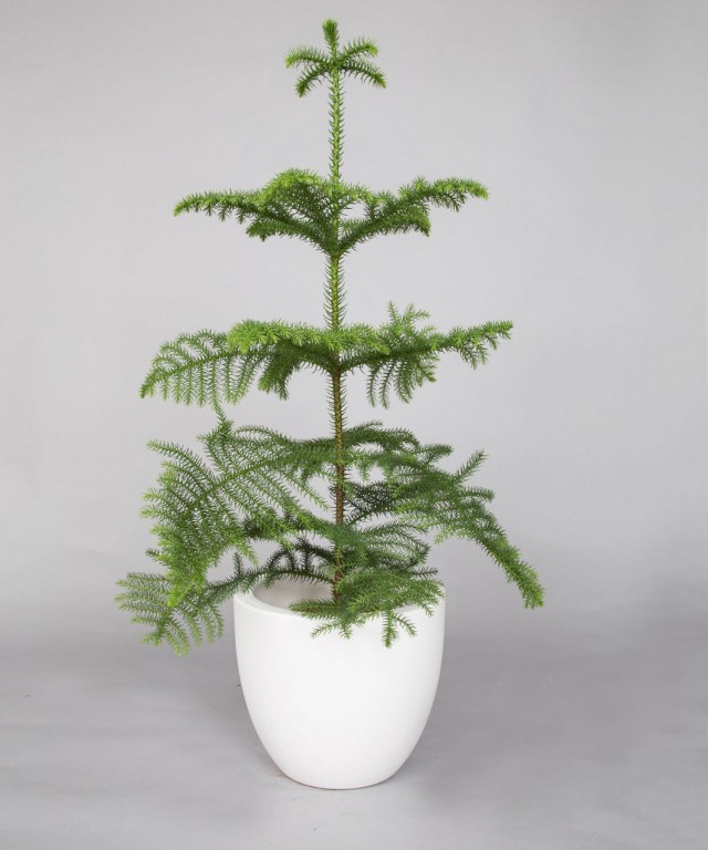 Араукария разнолистная (Araucaria heterophylla) Араукария разнолистная (Araucaria heterophylla)