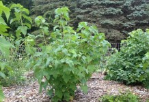 Куст смородины чёрной (Ribes nigrum)