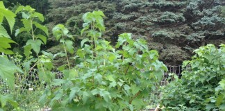 Куст смородины чёрной (Ribes nigrum)