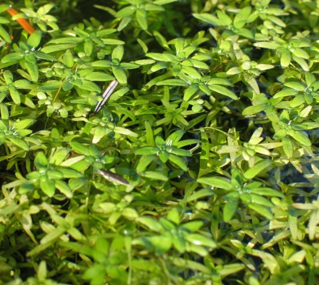 Болотник обыкновенный (Callitriche palustris)