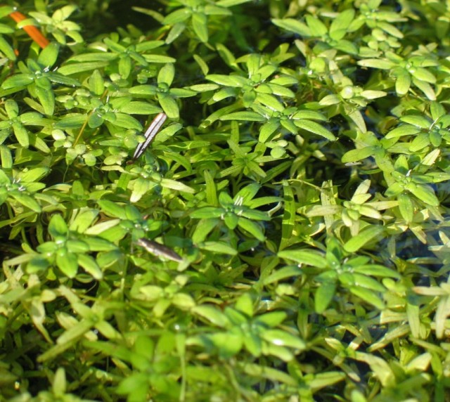 Болотник обыкновенный (Callitriche palustris) Болотник обыкновенный (Callitriche palustris)