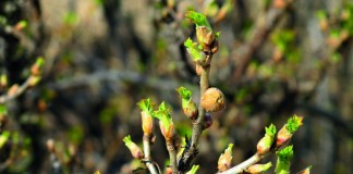 Пораженный смородинным почковым клещом куст смородины
