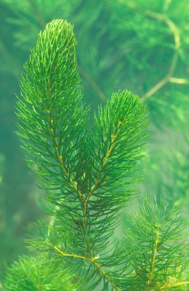 Роголистник погруженный (Ceratophyllum demersum) Роголистник погруженный (Ceratophyllum demersum)