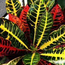 Кодиеум пёстрый "Браво" (Codiaeum variegatum 'Bravo') Кодиеум пёстрый "Браво" (Codiaeum variegatum 'Bravo')