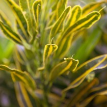 Кодиеум пёстрый «Голден Белл» (Codiaeum variegatum 'Gold Bell')
