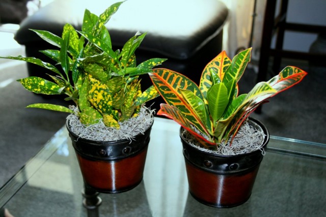 Кодиеумы пёстрые "Голд Стар" и "Петра"(Codiaeum variegatum 'Gold Star' & 'Petra') Кодиеумы пёстрые "Голд Стар" и "Петра"(Codiaeum variegatum 'Gold Star' & 'Petra')