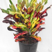 Кодиеум пёстрый "Мамми" (Codiaeum variegatum 'Mammy') Кодиеум пёстрый "Мамми" (Codiaeum variegatum 'Mammy')