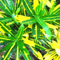 Кодиеум пёстрый "Санни Стар" (Codiaeum variegatum 'Sunny Star') Кодиеум пёстрый "Санни Стар" (Codiaeum variegatum 'Sunny Star')