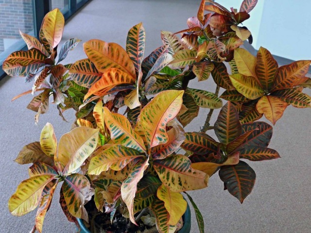 Кодиеум пёстрый (Codiaeum variegatum)