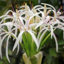 Кринум азиатский (Crinum asiaticum) Кринум азиатский (Crinum asiaticum)