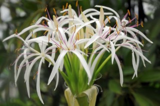 Кринум азиатский (Crinum asiaticum) Кринум азиатский (Crinum asiaticum)