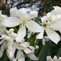 Кринум Ягус (Crinum jagus) Кринум Ягус (Crinum jagus)