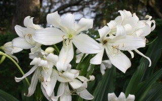 Кринум Ягус (Crinum jagus) Кринум Ягус (Crinum jagus)