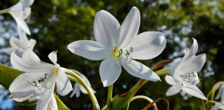 Кринум Мура (Crinum moorei)