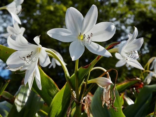 Кринум Мура (Crinum moorei) Кринум Мура (Crinum moorei)