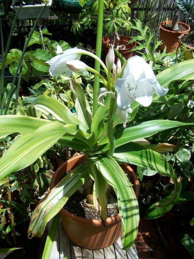 Кринум Мура (Crinum moorei) Кринум Мура (Crinum moorei)