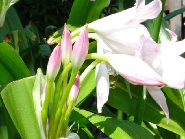 Кринум Мура (Crinum moorei) Кринум Мура (Crinum moorei)