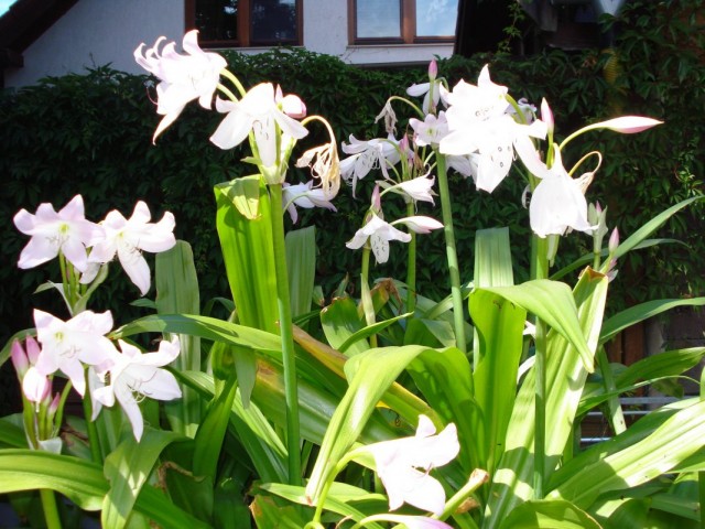 Кринум Мура (Crinum moorei) Кринум Мура (Crinum moorei)